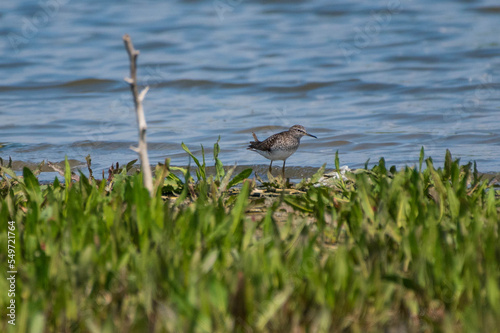 Tringa glareola - Fluierar de mlastina - Wood sandpiper