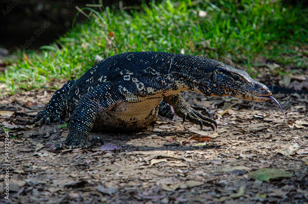 Varan, Varanus Salvator. In the Central Sri Lanka. Varan, Varanus Salvator. In the Central Sri Lanka.