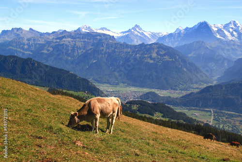 Landscape with an alpine cow grazing in a meadow against the background of the mountain ranges of the Swiss Alps on a mountain Niederhorn near Interlaken, Switzerland  © Kateryna