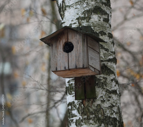 An empty wooden birdhouse on a birch tree in the garden in autumn