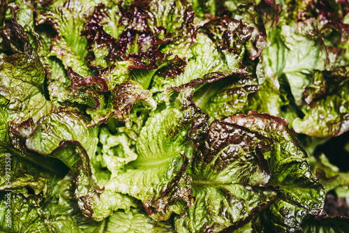 Closeup sur les feuilles de salade dans le jardin potager - Arrière plan coloré verdure