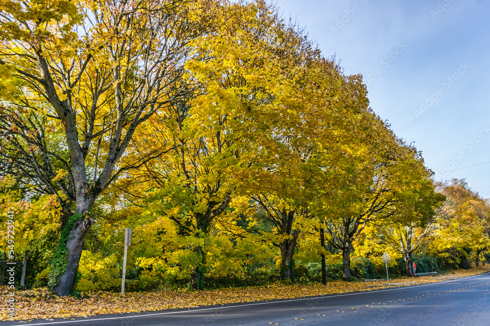 Seatac Yellow Autumn Trees 7