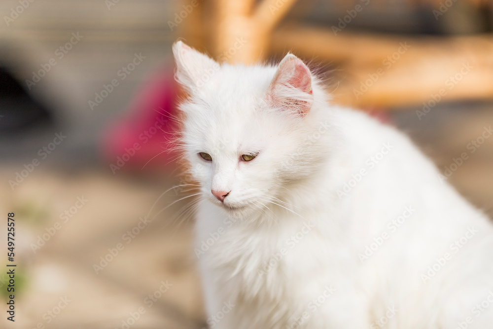 beautiful female white kitten. beautiful white kitten. beautiful white kitten in the country yard.