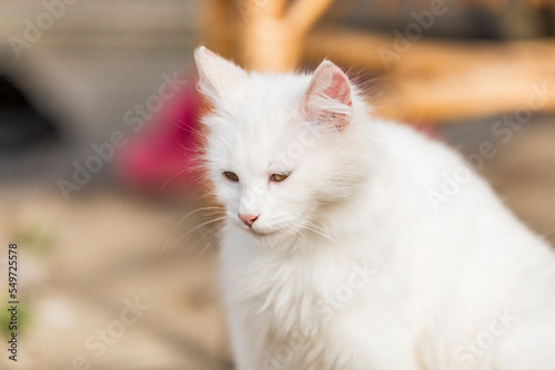 beautiful female white kitten. beautiful white kitten. beautiful white kitten in the country yard.
