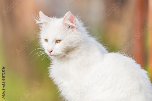 beautiful female white kitten. beautiful white kitten. beautiful white kitten in the country yard. © Ivan