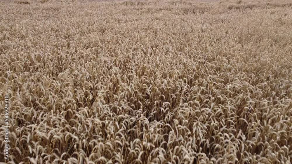 Aerial drone view flight over field of yellow ripe wheat close up. Ripe harvest. Flying over ears of wheat grains. Agrarian, farmland, countryside background. Landscape fields agro-industrial culture. Aerial drone view flight over field of yellow ripe wheat close up. Ripe harvest. Flying over ears of wheat grains. Agrarian, farmland, countryside background. Landscape fields agro-industrial culture.