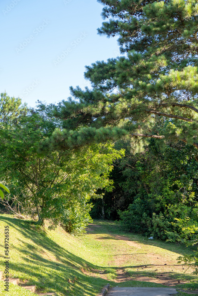 Caminho no Bosque