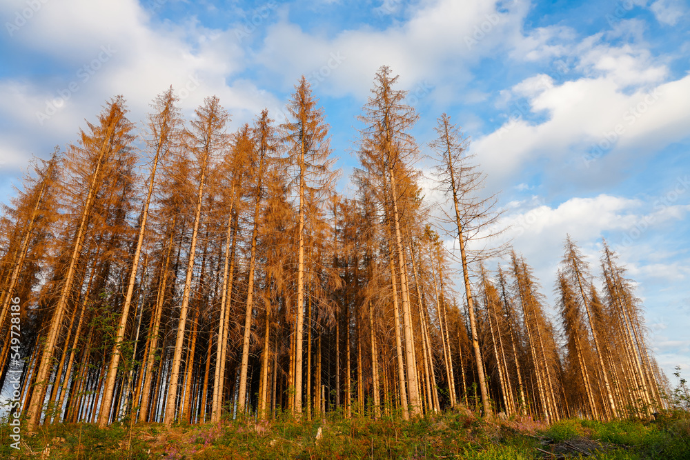 Dying trees in the Harz Mountains. Dead trees. Drought due to climate change.
Dying trees in the Harz Mountains. Dead trees. Drought due to climate change.