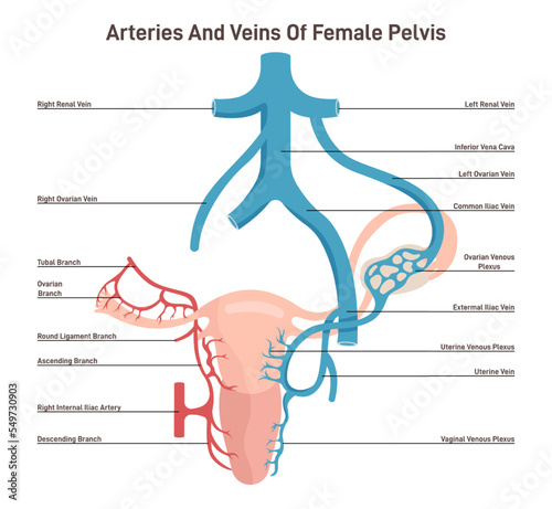 Female reproductive system arteries and veins. Healthy human uterus