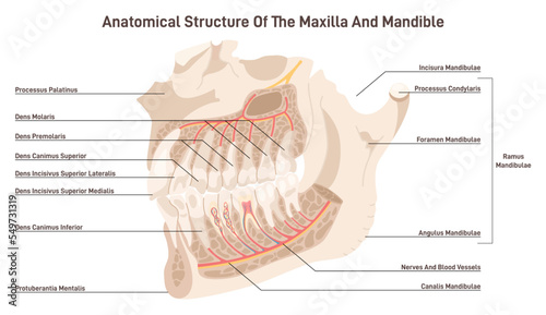 Maxillary and mandible anatomy. Upper and lower jaw skeletal photo
