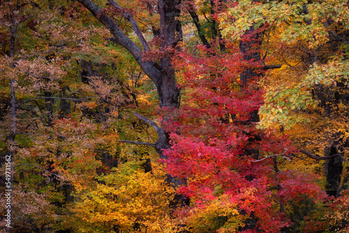 Fototapeta Naklejka Na Ścianę i Meble -  Autumn drive along the Blue Ridge Parkway in North Carolina