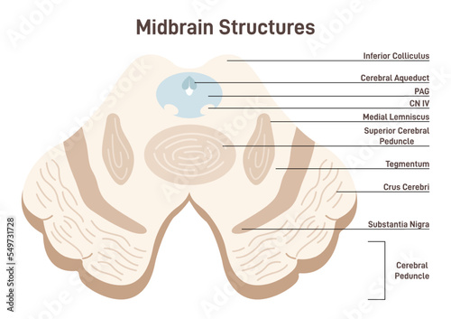Midbrain cross section anatony. Human inner organ scheme with superior photo