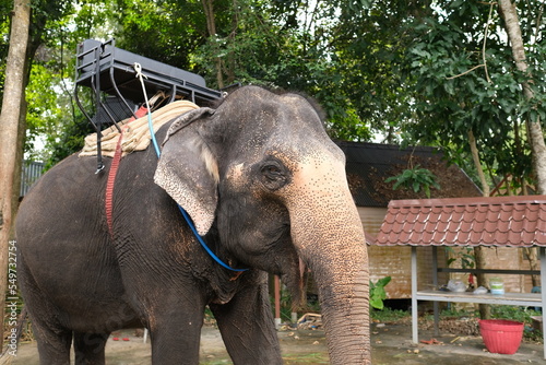 A large Thai wild elephant is standing on the ground looking for food to eat. Thailand 29-11-2022