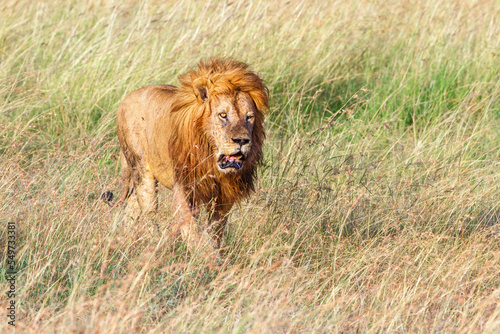 Male Lion walk on the savannah in Africa