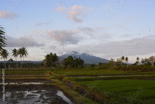 rice terraces in island