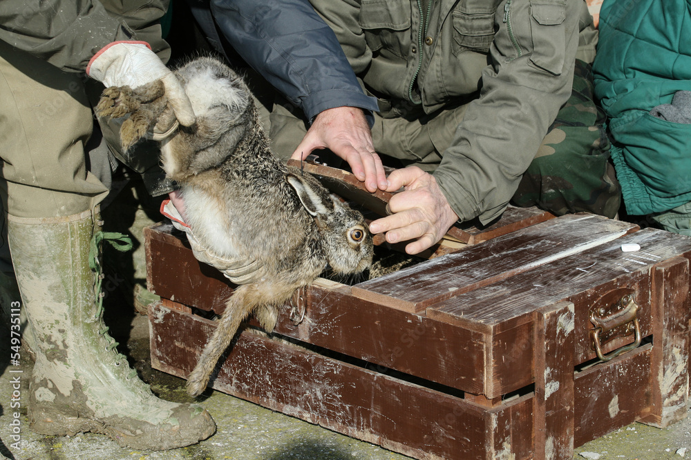 Veterinary and wildlife researchers who place a hare in the wooden box to transfer it to another protected area