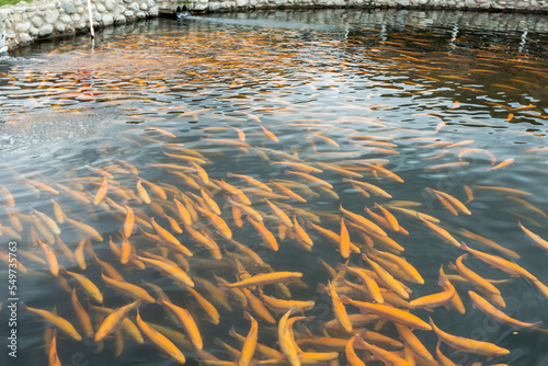 Obraz na plátne Rainbow trout swims in the water at a fish farm, fish farming