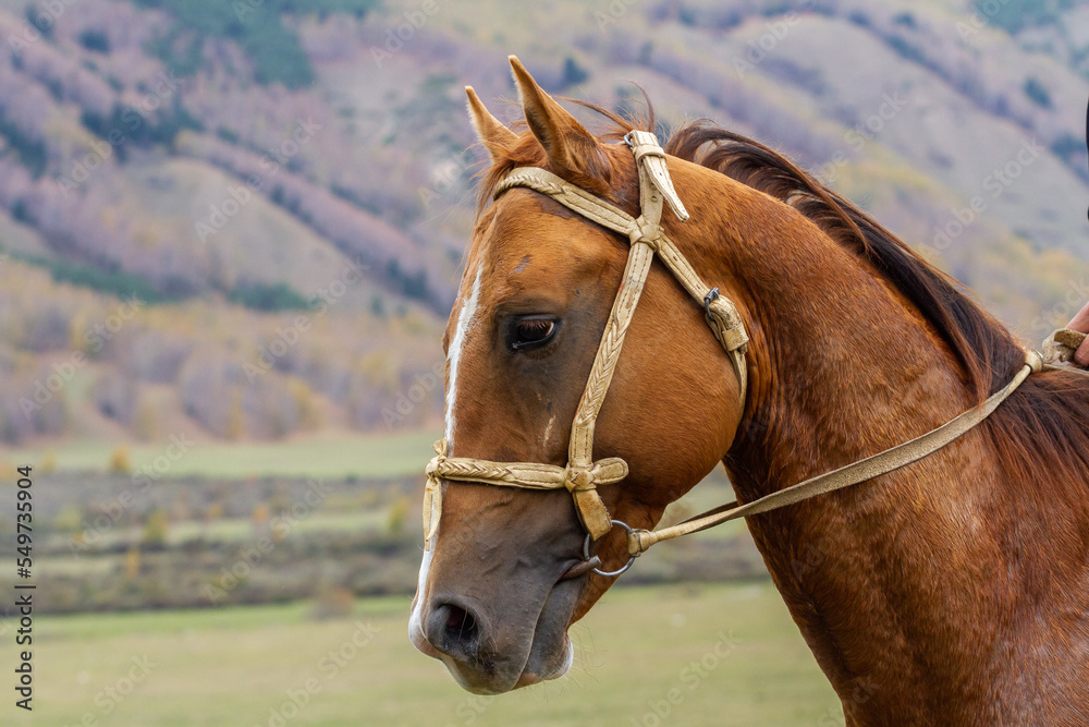 Portrait of brown horse in a pasture against the backdrop of mountains, Kyrgyzstan Portrait of brown horse in a pasture against the backdrop of mountains, Kyrgyzstan