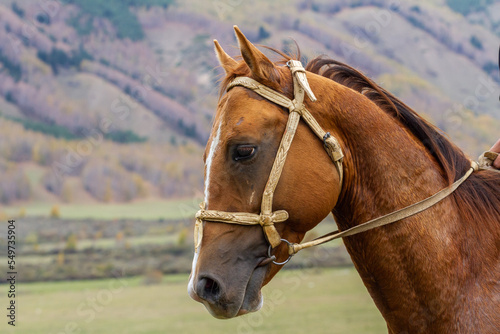 Portrait of brown horse in a pasture against the backdrop of mountains, Kyrgyzstan