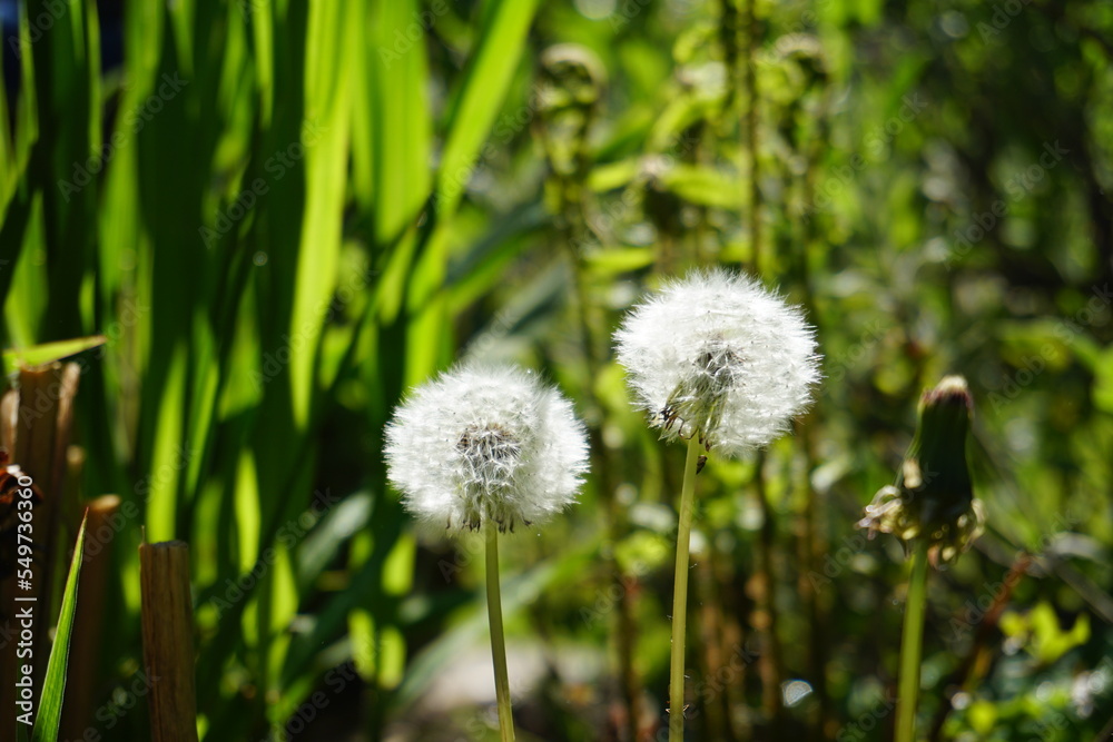 Pusteblumen