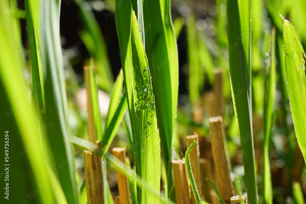 Obraz premium Garten