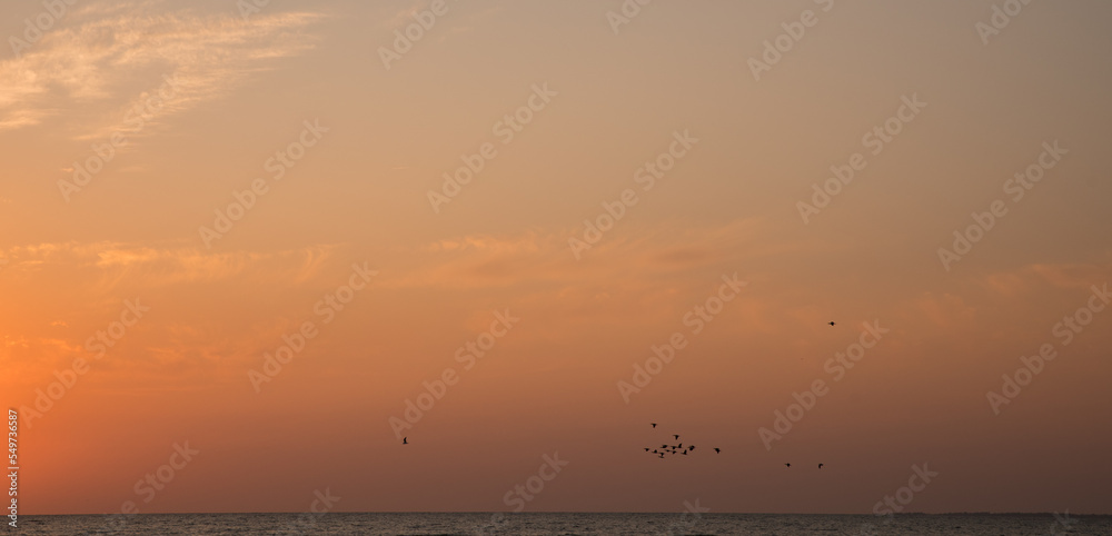 Obraz premium Red and orange sunset over the Sea. Birds on the background of the morning sky.