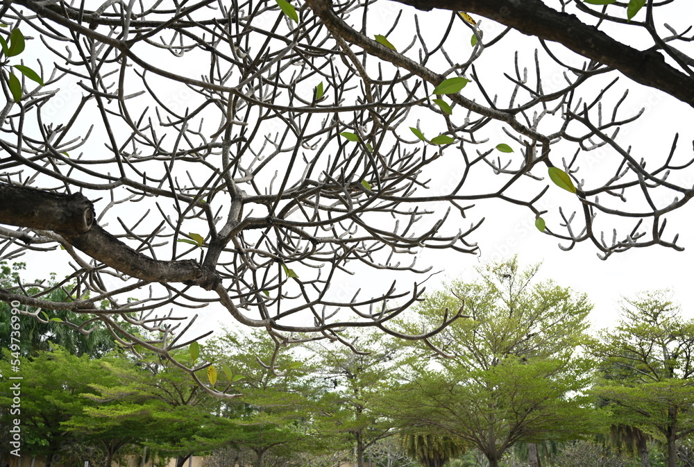 Plumeria tree branches during the winter when the leaves fall so there are fewer leaves. Plumeria, Ivory Coast almond, Black afara planted in the garden in garden under cloudy gray sky
Plumeria tree branches during the winter when the leaves fall so there are fewer leaves. Plumeria, Ivory Coast almond, Black afara planted in the garden in garden under cloudy gray sky