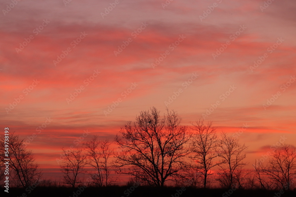 alberi con cielo rosso e nuvole