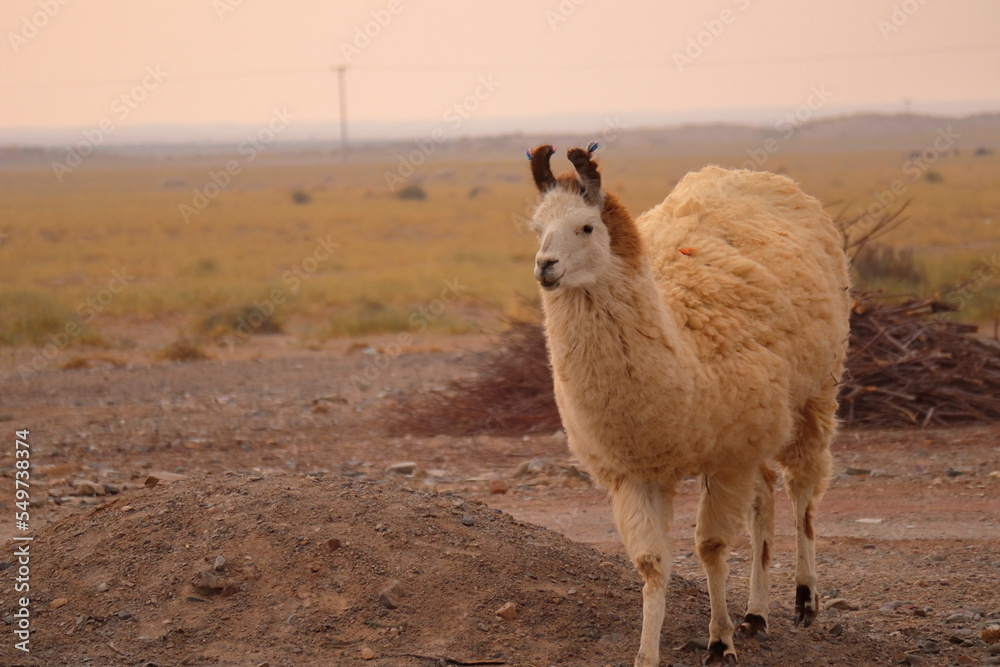 Llama face portrait in the afternoon with blurred background Llama face portrait in the afternoon with blurred background