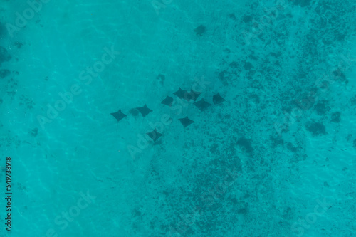 Aerial view of mantas swimming along the coast near Hauru beach, Moorea, French Polynesia. photo