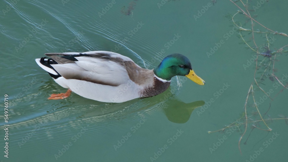 Obraz premium Wildente