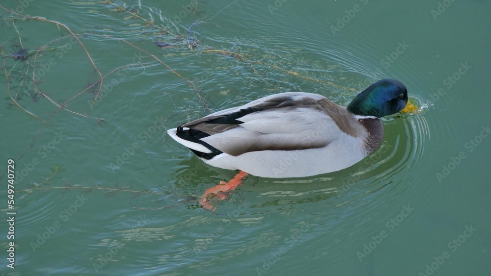 Obraz premium Wildente