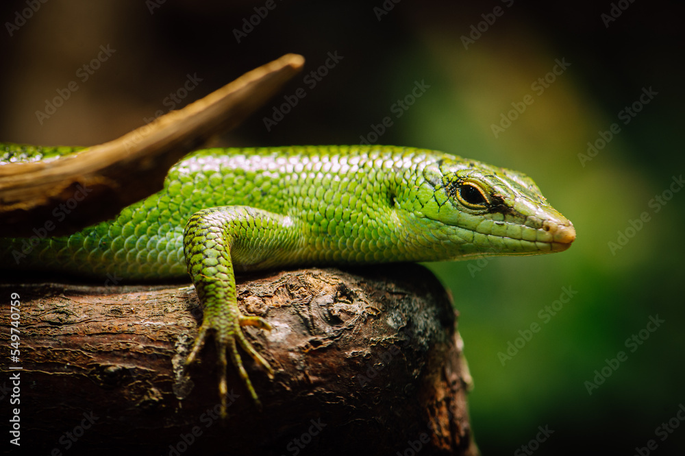 Emerald tree skink (Lamprolepis smaragdina) Emerald tree skink (Lamprolepis smaragdina)