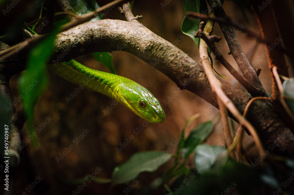 Naklejka premium Eastern green mamba (Dendroaspis angusticeps)