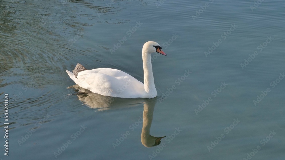 Fototapeta premium Schwan