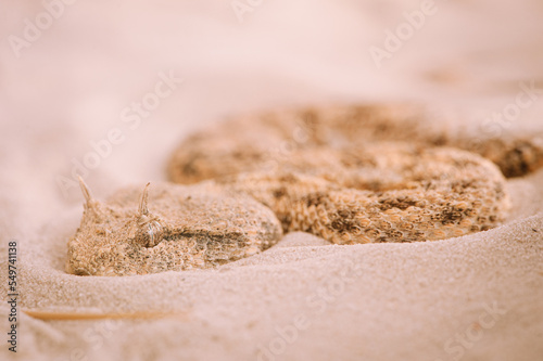 Saharan horned viper (Cerastes cerastes)