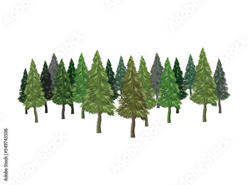 pine forest