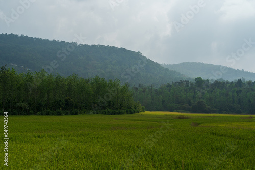 Scenery of the Paddy fields  mudigere  karnataka  India