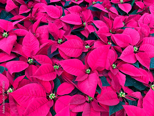Christmas star, Euphorbia pulcherrim