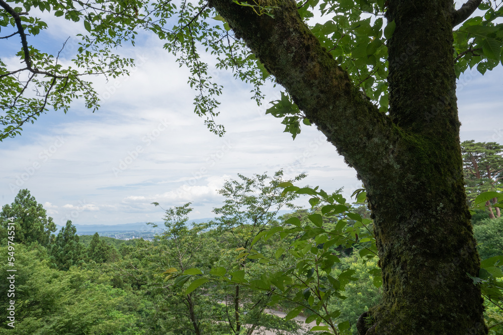 Fototapeta premium 初夏の春日山神社から眺める空