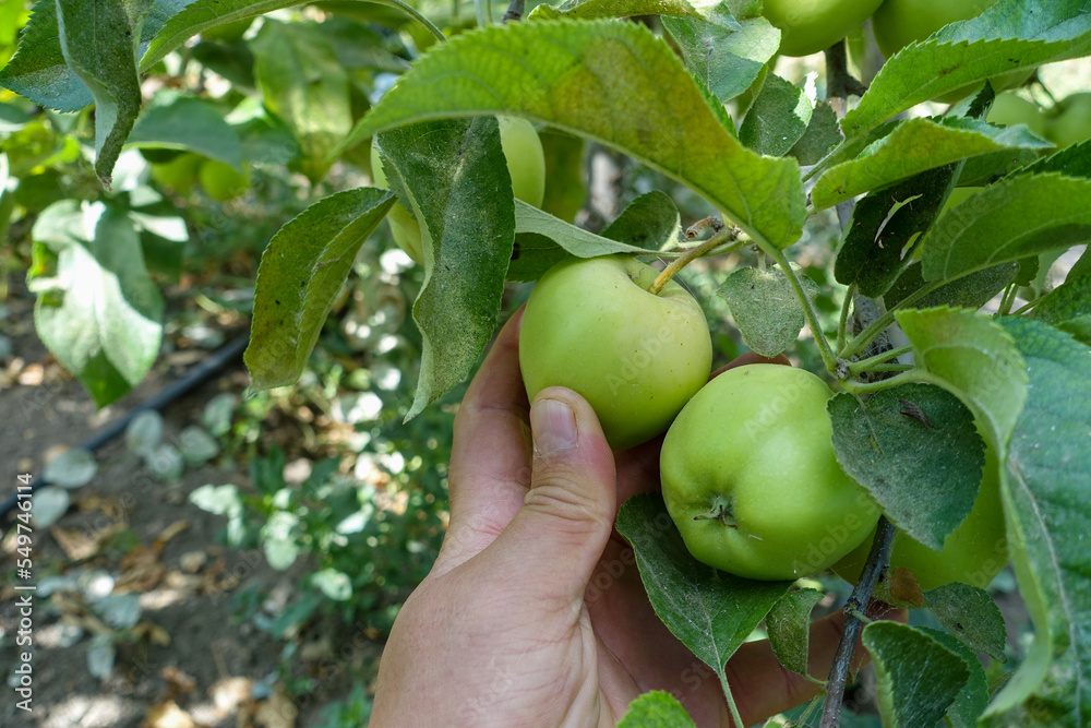 ripening fresh argentine sour apple, natural sour apple, argentina sour apple tree, ripening fresh argentine sour apple, natural sour apple, argentina sour apple tree,