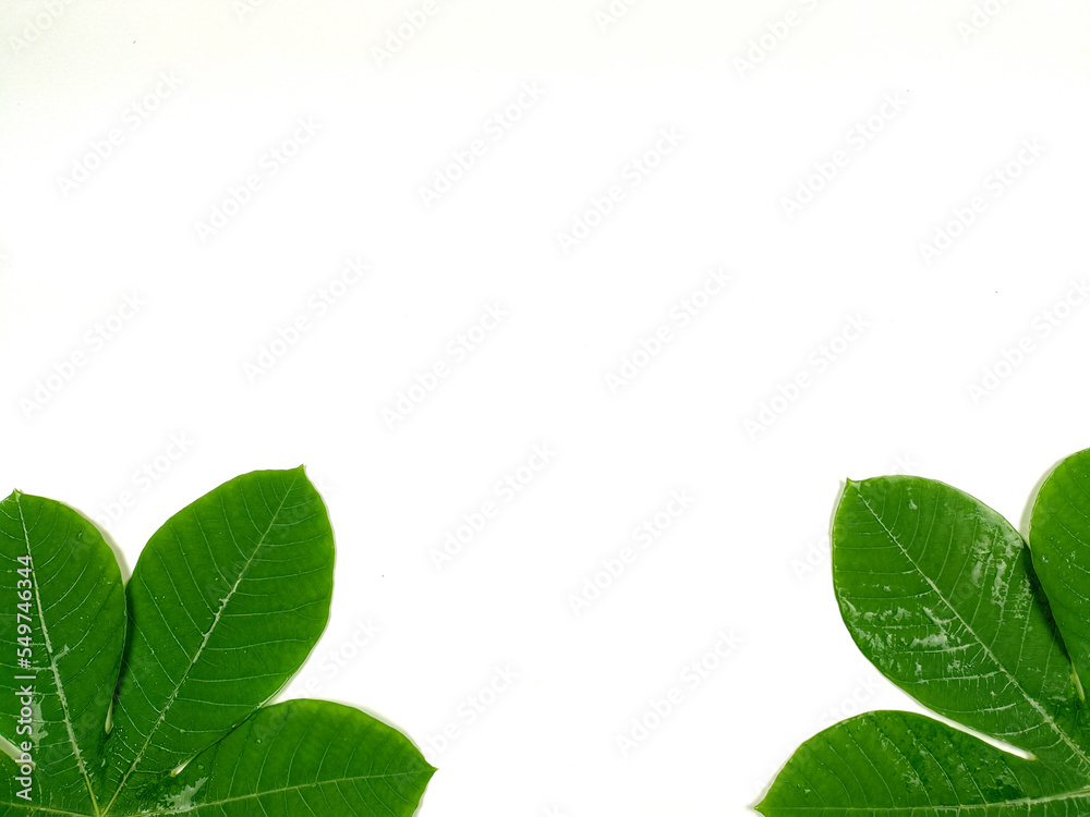 Green tropical leaves are placed on a white background with part of the leaf layout and copy space.