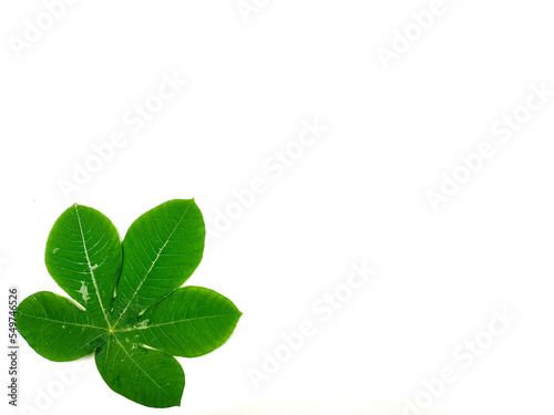 Green tropical leaves are placed on a white background with part of the leaf layout and copy space.