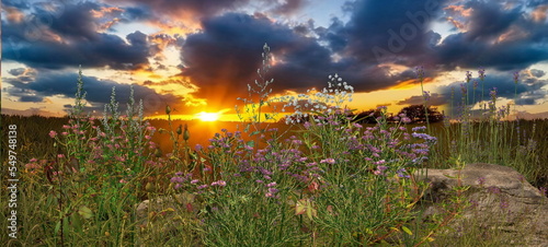 flowers on wild field at sunset dramatic clouds on sky summer background template banner copy space 