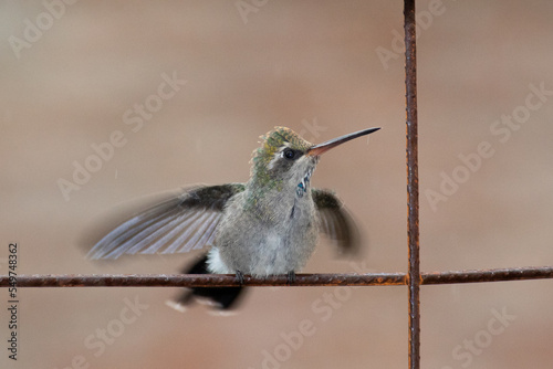 Colibrí pico-ancho