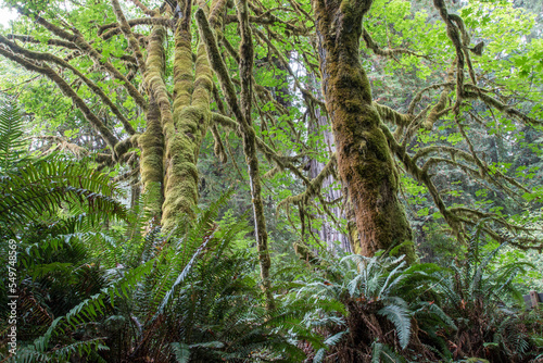 lush  moss covered trees  near Big Tree Wayside  Prairie Creek Redwoods State Park  California  USA