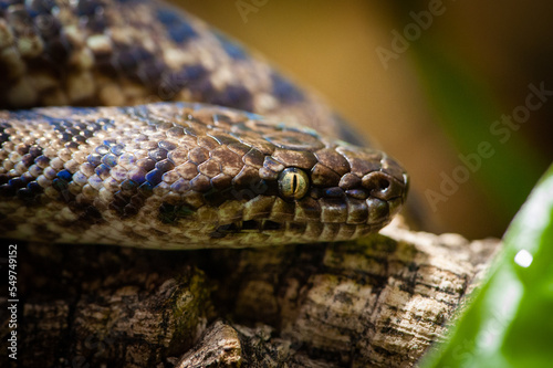 Pygmy python (Antaresia)