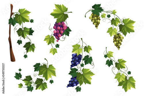 Grape vine or grape branch elements, vector set.