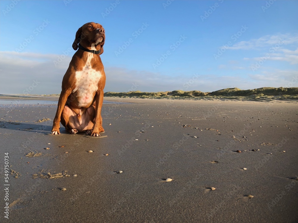 dog, northsea coast, beach, julianadorp, netherlands, 