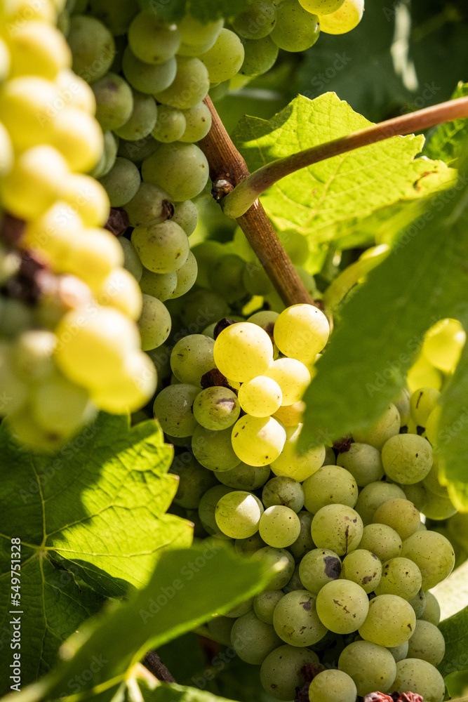 Grappe de raisin Grappe de raisin